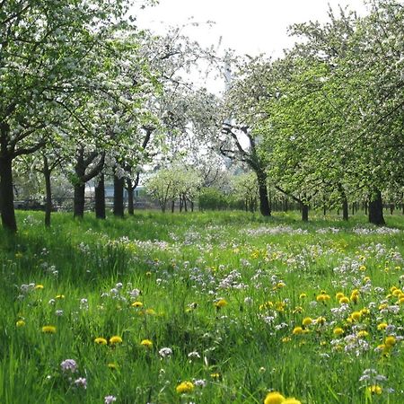 Ferienwohnung Zwischen Rhein Und Schwarzwald Bischweier 外观 照片